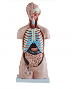 The three-sex torso model: a new chapter in medical education across gender
