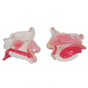 Nasal Cavity Anatomy Model: Revealing the Wonderful World of Breathing and Smell