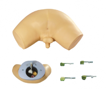 How does the prostate exam model mimic reality?