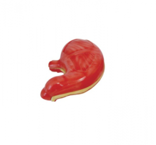 Anatomical models of the stomach: How to show the complex structure of the stomach in detail?