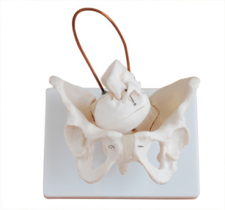  In detail: Anatomy of a female pelvic bone and pelvic floor muscle model