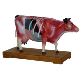  The bovine body acupuncture model: an effective aid in teaching and practice