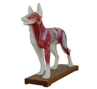 Dog acupuncture model: visually display acupuncture points to improve acupuncture skills
