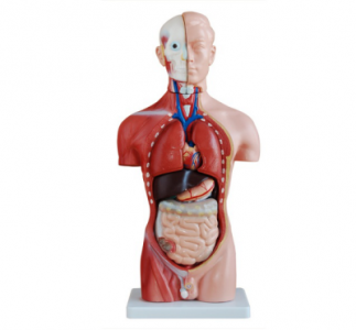 How does the asexual torso model simulate the human anatomy system?