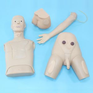 Why is the male catheterization model so important?