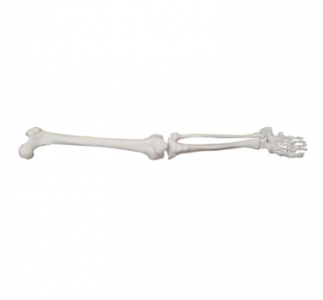 What are the main joints included in the foot joint model?