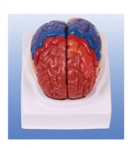 Cerebral cortex partitioning model: How to divide and analyze its function?