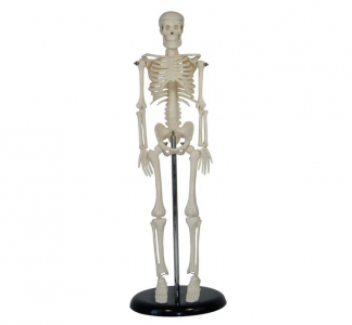 42cm human skeleton model, is it easy to carry and display?