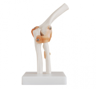 Why is the elbow joint model an important tool in medical teaching