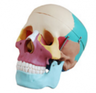 Why choose a colored skull model over a traditional monochrome model?
