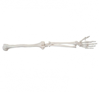 Can the joints on the lower limb model move?