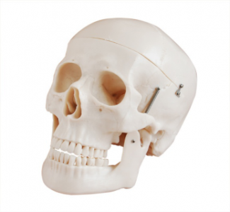 How does the skull model help understand the perspective and proportions of the head bones?