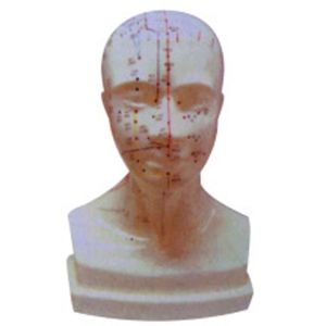 How does the head four-function acupoint model meet the needs of acupuncture education?