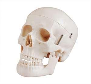 Skull models play an irreplaceable role in modern medical education