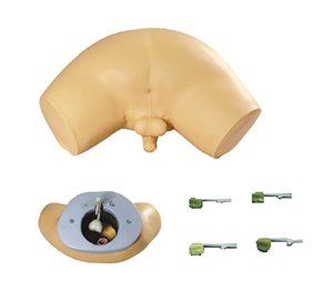 How can prostate screening models improve clinical skills