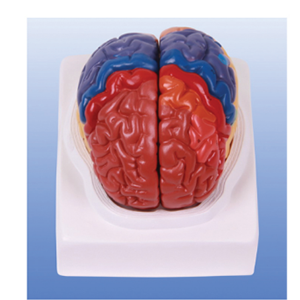 Cortical zoning models: from basic science to applied practice