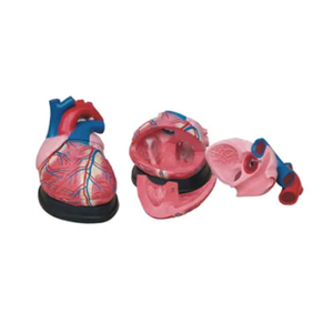 How can cardiac anatomy models meet diverse learning needs