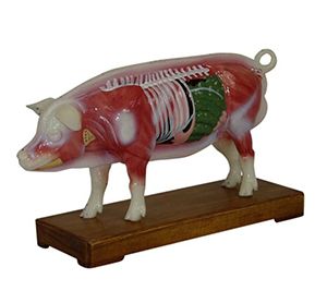 Does the model of acupuncture in pig body help to improve the efficacy of acupuncture in pig farming?