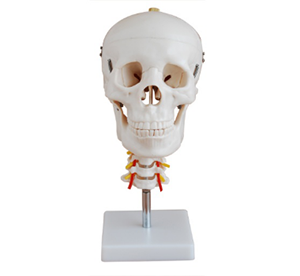 How does the cephalic artery model flip the neurosurgical learning experience?