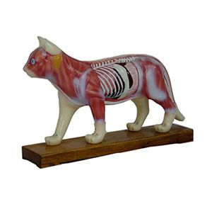 Cat body acupuncture model: to help students master animal acupuncture skills