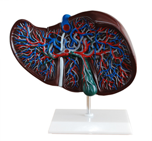 Renal Anatomical Models: Helping students transition from theory to practice?