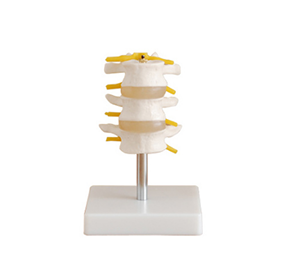 From Theory to Practice: Can lumbar models aid clinical practice?