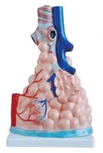Is alveolar amplification indispensable in the study of respiratory diseases?