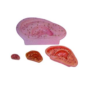 How can the auricular acupuncture model make acupuncture learning more efficient