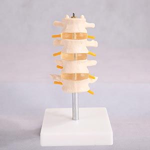 Why are lumbar models a 