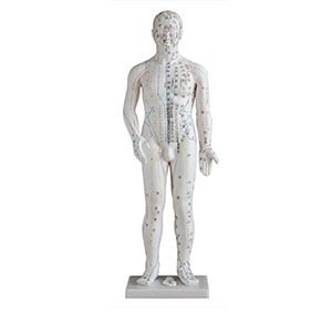 Male acupuncture model: Can it meet the needs of personalized treatment and precision medicine?