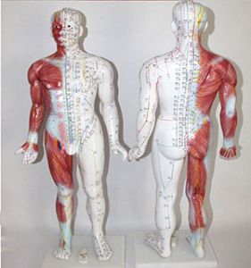 Can fourteen meridian point model help students grasp classical acupuncture theory accurately?