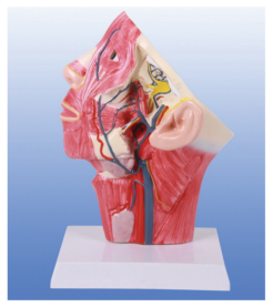 Can cephalic and facial vein models improve the clinical judgment of healthcare professionals?