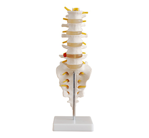 Lumbar vertebra with tail bone model: Clinical skills improvement, can the model really bring a breakthrough? 
