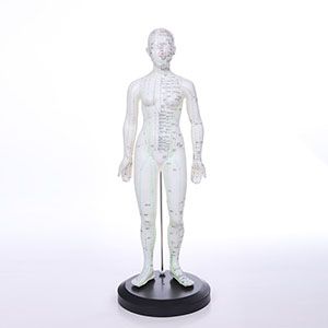 Accurate guiding role of female human acupuncture model in clinical practice 