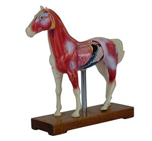 Horse acupuncture model: Can it become a new trend in TCM acupuncture education?