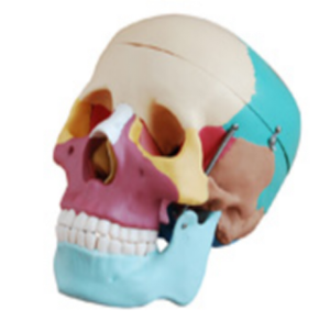 Operating Guide for Color Natural Large Skull Model