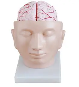 A cerebral artery model attached to the head