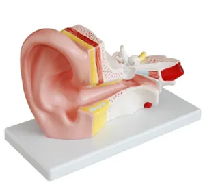 Operation process of the middle ear anatomical model