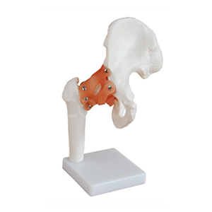 Hip joint model