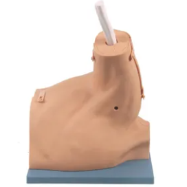 Shoulder arthroscopic examination model