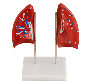 The role of lung anatomical models