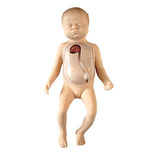 Neonatal peripheral central venous intubation model