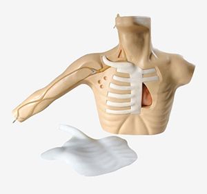 Peripheral puncture and central venous puncture intubation model