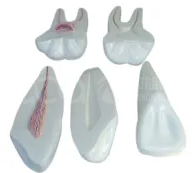 Dental anatomy models (3 pieces/set)
