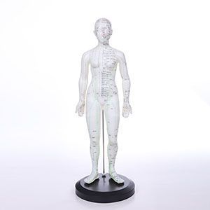 A 48cm female human body acupuncture model