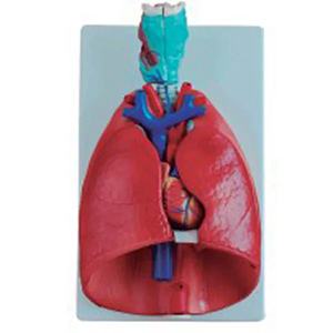 Application scenarios of the laryngal-cardiopulmonary model