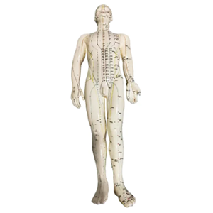 The targeted nature of male human acupuncture models