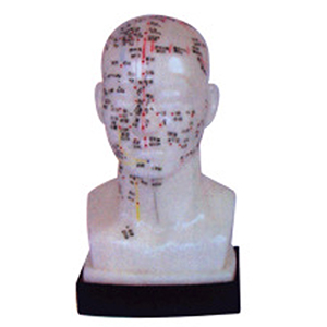 BIX-Y1012 Head four function acupoints model 20 cm