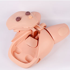 Medical Teaching Model