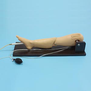 Bone puncture and femoral vein puncture models